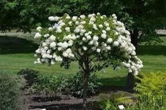 Diana Rose of Sharon Althea Plant in Quart Pot - Hibiscus syriacus - USDA Zones 6-9 - Flowering Shrub for Garden