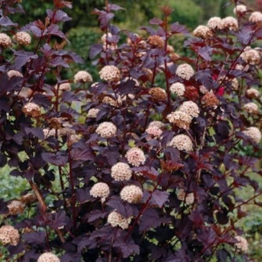 Crimson Diablo Ninebark Shrub Quart Pot - Physocarpus opulifolius - Deciduous Ornamental Plant for USDA Zone 2-8