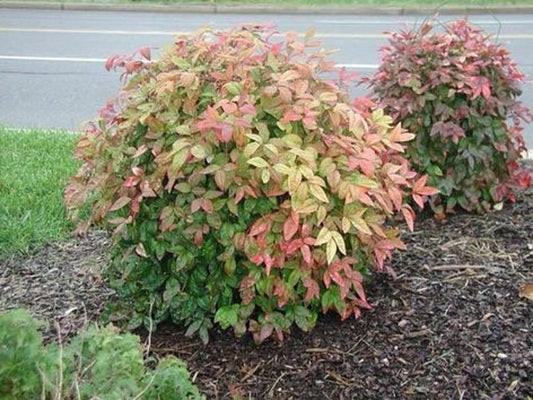 Dwarf Nandina Plant 2.5” Pot - Nandina domestica - Ornamental Shrub with Red Foliage - USDA Zone 6-10