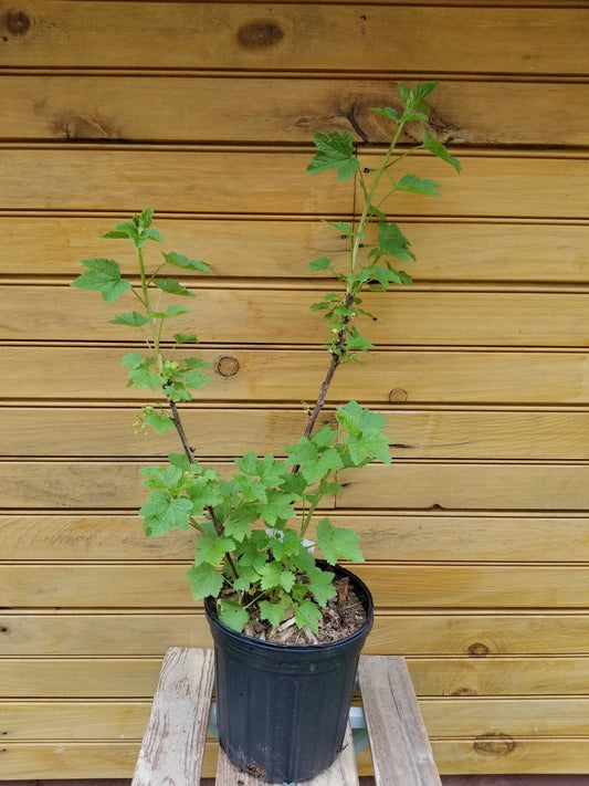 Currant Plants Set – 2 Live Plants: Consort Black Currant & Imperial White Currant - Ribes nigrum & Ribes rubrum
