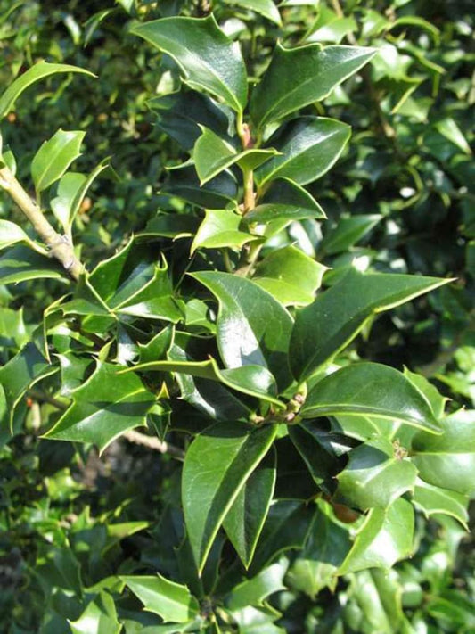 Dragon Lady Holly Plants - 3" Containers - 'Meschick' Variety - Ilex x meserveae - Evergreen with Scarlet Fruits - Zones 6-8