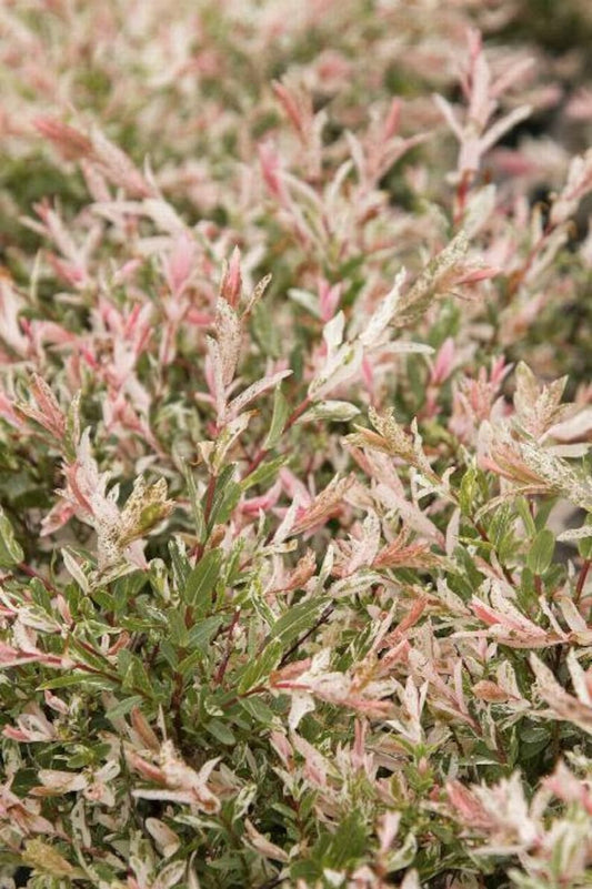 Dappled Willow Plant 4" Container Salix Integra 'Hakuro Nishiki' - Colorful Foliage, Fast Growing, Showy Flowers, Zones 4-9