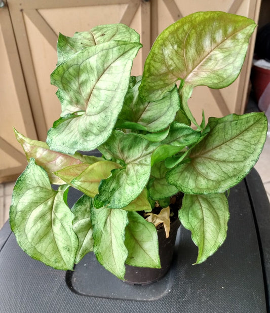 Cream Allusion Syngonium Plant - Small Rooted Plant with Free Cutting - Syngonium podophyllum - Low Maintenance Houseplant