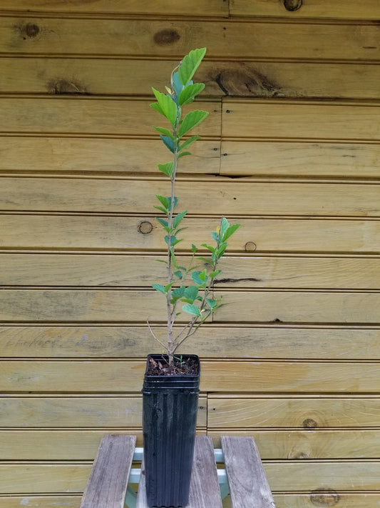 Witch Hazel Trees 6"-12" Live Plants - Hamamelis virginiana - 5 Bare Root Seedlings - Ornamental Shrub for Wildlife Habitat