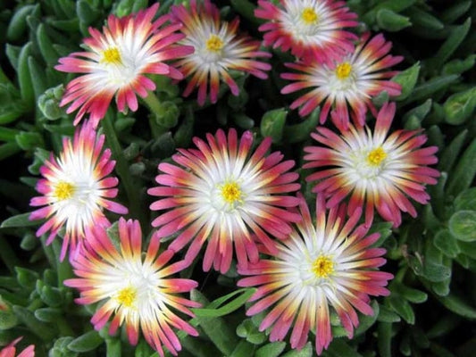 Delosperma Jewel of Desert Ruby 3-1/2" Pot Set of 3 | Evergreen Groundcover with Ruby Red Flowers | USDA Zone 5-10