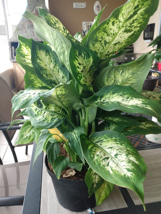 Dieffenbachia Dumb Cane Exotica - Small Rooted Plant + Free Cutting - Easy Care Houseplant - Ideal for Warm Zones