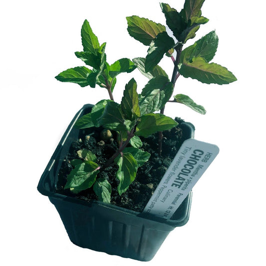 Organic Chocolate Mint Plant in 2.5-inch Pot | Mentha x piperita f. citrata 'Chocolate' | Aromatic Herb for Tea & Cooking