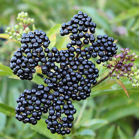 Elderberry Tree 24-36" John’s Variety (Sambucus nigra) - Large Berries, Pollinator Required, Zones 4-8