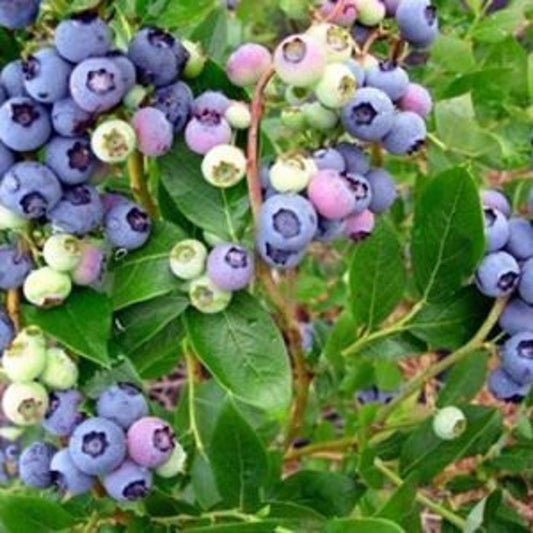 Climax Blueberry Bush - 24-36 Inches - Medium Blue Fruit - Self-Fertile - Vaccinium corymbosum - Early Season Variety