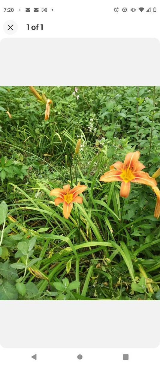 Day Lily Bare Roots (250) Orange Perennial Flowers - Hemerocallis, Fragrant, Ideal for Hot Weather States
