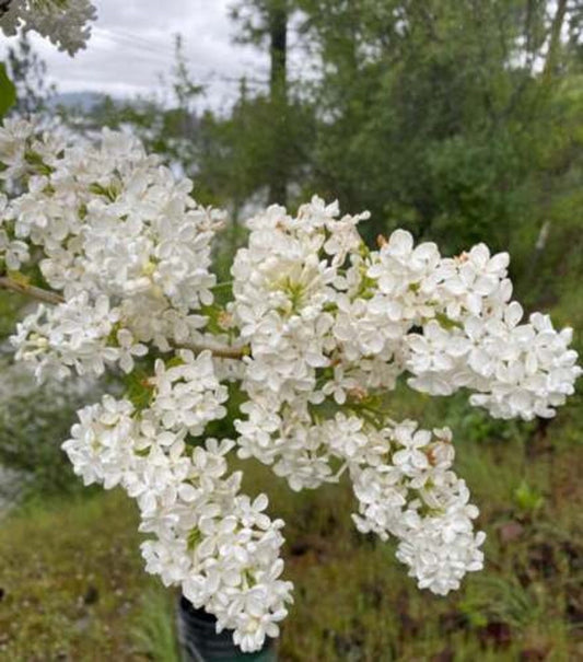 Bare Root Lilac Bush Set of 10 Purple & White Fragrant Perennials (Syringa vulgaris) - Planting Instructions Included