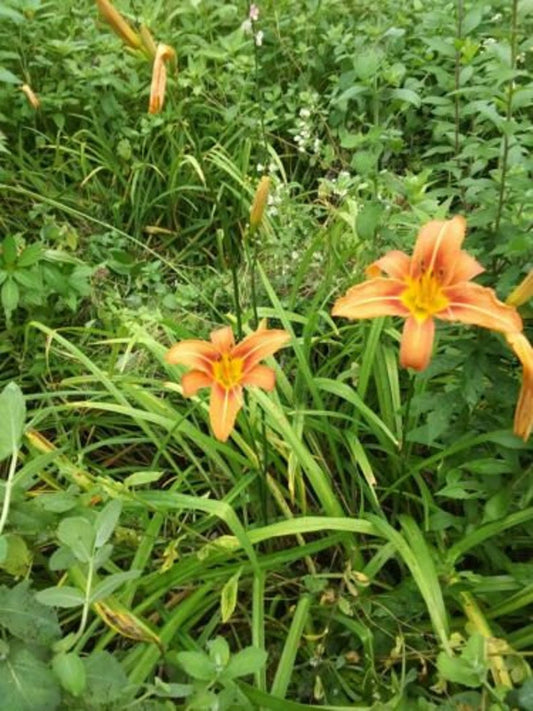 Day Lily Bare Roots - 20+ Perennial Flower Plants - Fragrant Fans - Hemerocallis - Easy to Grow, Spring/Summer Blooms