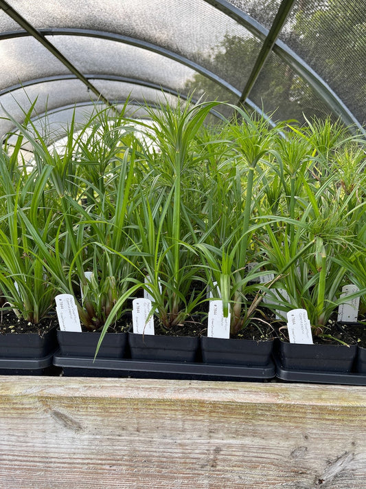 Dwarf Papyrus Live Plant 3.5" Pot - Cyperus papyrus 'Dwarf Form' - Full Sun to Part Shade - Zones 8-11