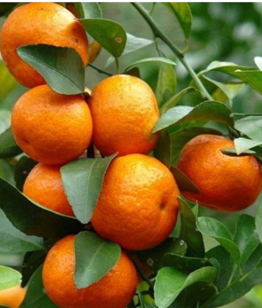 Cara Cara Orange Seeds - 5+ Pack for Garden Planting - Citrus x sinensis - USA - Fast Shipping