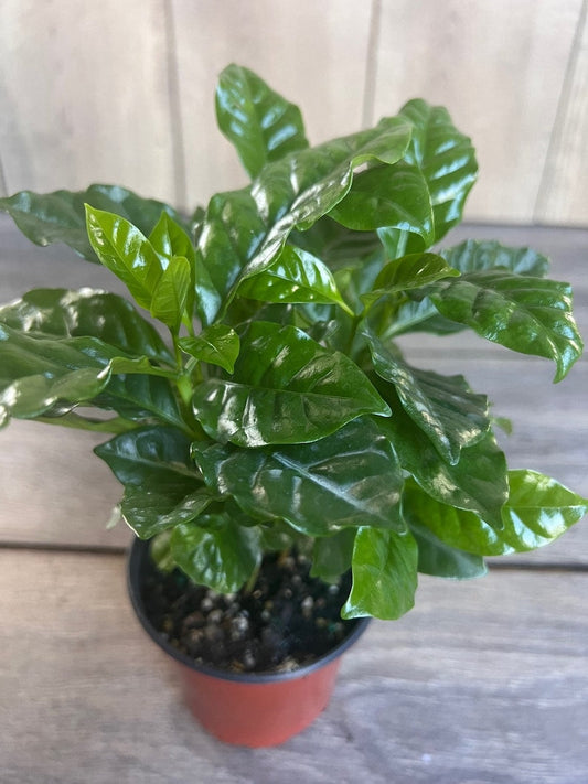 Coffee Plant - 4" Pot - Arabica Variety - Coffea arabica - Easy Care Houseplant for Coffee Lovers