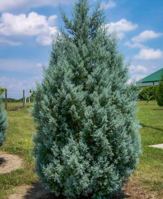 Carolina Cypress Trees 4" Containers - Fast Growing Evergreen for Zones 7-9 - Cupressus kyrickii - Set of 2