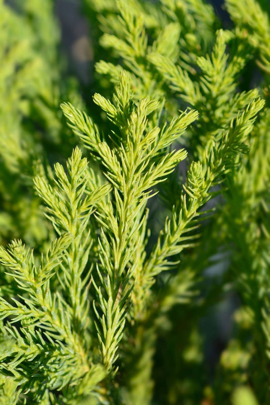 Cryptomeria Plant 4" Container Japanese Cedar Cryptomeria Japonica 'Yoshino' Low Maintenance Evergreen Tree