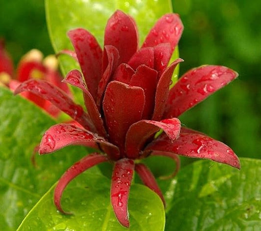 Carolina Allspice Plants - 2 Pack in 4" Containers - Calycanthus florida - Fragrant Maroon Flowers - Zones 4-10