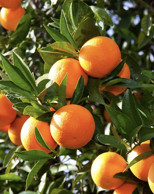Washington Navel Orange Tree in 1/2 Gallon Pot, Grafted Citrus, Sweet Seedless Orange, Citrus sinensis, Florida Shipping Only