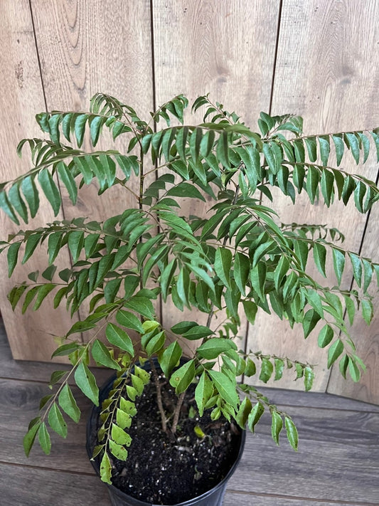 Curry Leaf Plant in 10" Pot - Murraya Koenigii - Aromatic Herbal Foliage for Cooking - Fast-Growing Indoor/Outdoor Plant