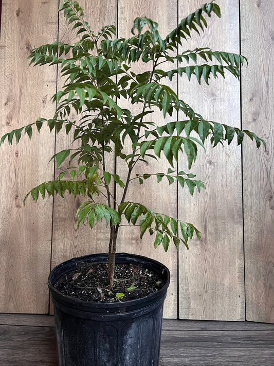 Curry Leaf Plant in 10" Pot, Murraya Koenigii, Aromatic Herb for Cooking, Fast-Growing Evergreen, Indoors/Outdoors
