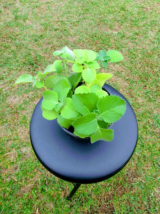 Cuban Oregano Plant Starter - Coleus Amboinicus - Rooted with Free Cutting - Ideal for Indoor Herb Garden