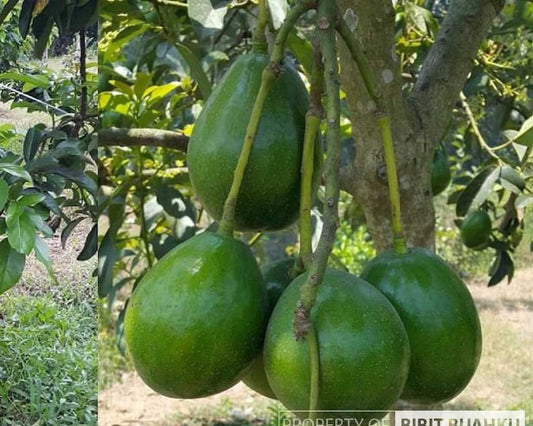 Donnie Avocado Tree in 3 Gallon Pot, Persea americana 'Donnie', Indoor/Patio Fruit Tree, Grafted for Fast Growth, No Ship to CA/HI