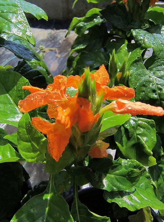 Crossandra Orange Live Plant in Half Gal Pot - FireCracker/Kanakambaram, 12-16 Inch Large Plant