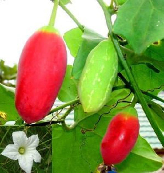 Organic Tindora Live Plant in Half Gallon Pot, Ivy Scarlet Gourd, Kowai Fruit - Fast Growing Vine, Easy Care