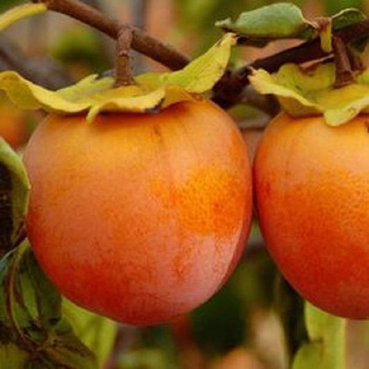 Persimmon Tree Seedling - Up to 2 ft Tall - Prok, American, Fuyu - Diospyros kaki