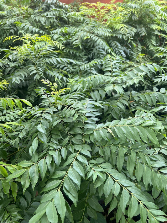 Curry Leaf Plant in 4" Pot, Murraya Koenigii, Aromatic Spice Foliage, Fast-Growing Herb for Culinary Use