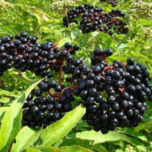 Elderberry Bush - Large Well-Rooted Plant - Sambucus nigra - Healthy Stock for Garden or Landscaping
