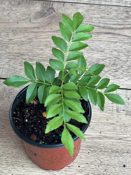 Curry Leaf Plant in 4" Pot, Murraya Koenigii, Aromatic Culinary Herb, Fresh Leaves, Ideal for Cooking and Garnishing