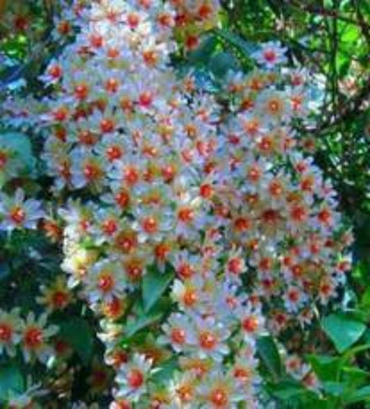 Parijatha Plant 8-12 inch in Half-Gallon Pot | Coral Jasmine | Harshringar | Night Jasmine | Organic Fragrant Shiuli