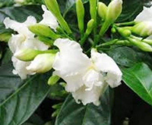 Crape Jasmine Live Plant | 8-14 Inch | Florida Gardenia | Double Petal Fragrance Flowers | Half Gallon Pot