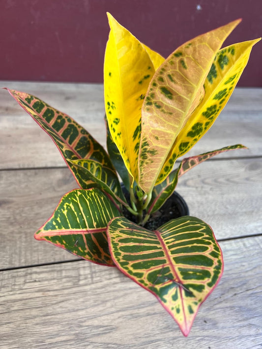 Croton Petra House Plant in 4" Pot, Colorful Variegated Foliage, Codiaeum variegatum, Indoor/Outdoor Decor