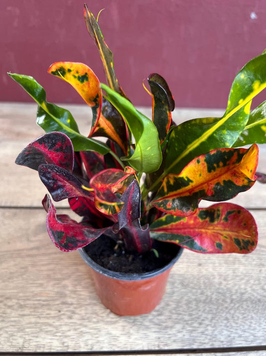 Croton Mamey House Plant in 4" Pot - Colorful Leaves, Indoor/Outdoor, Croton mammy