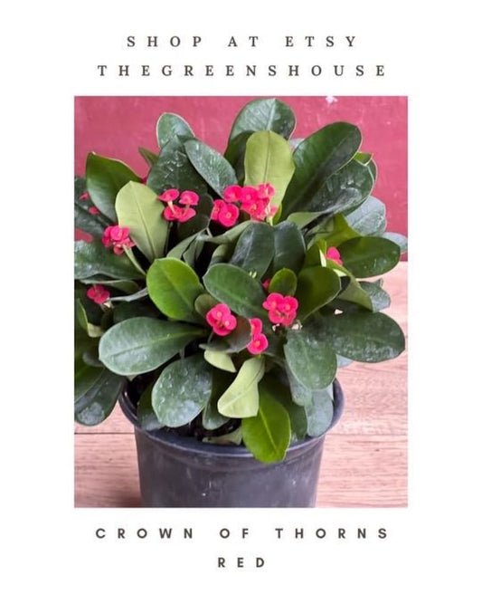 Crown of Thorns Plant 6" Pot Red Euphorbia milii - Succulent with Spiny Stems, Colorful Bracts for Indoor/Outdoor Decor