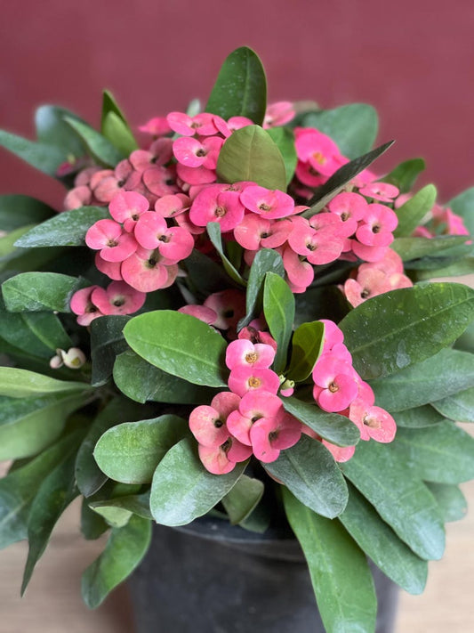 Crown of Thorns Plant in 6" Pot, Pink Flowers, Euphorbia milii - Drought Tolerant Succulent for Indoor/Outdoor Gardening