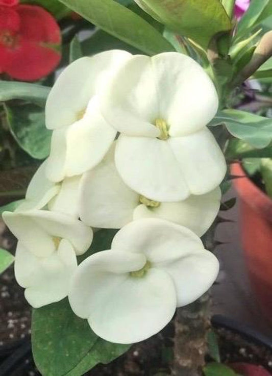 Crown of Thorns Plant 6" Pot White Euphorbia milii Succulent Hardy Indoor/Outdoor Flowering Plant
