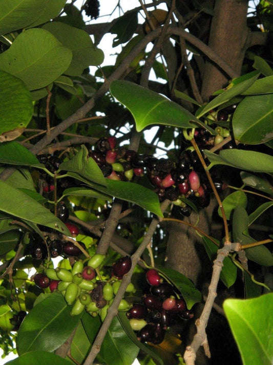 Duhat Fruit Live Plant 2-3 Feet Taller Trunk Jambul Fruit (Syzygium cumini) - 3 Gal Pot, Fresh from Our Garden