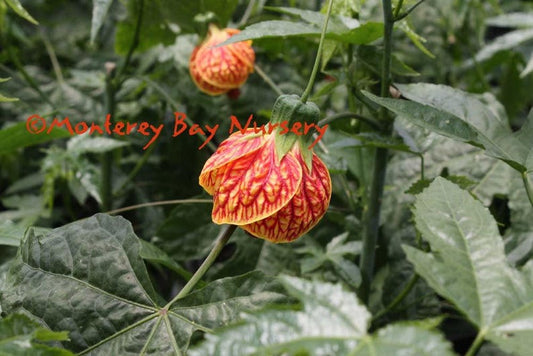 Abutilon 'Tiger Eye' Flowering Maple Plant - 1 Gallon Pot - Dazzling Yellow Flowers - Abutilon hybrid
