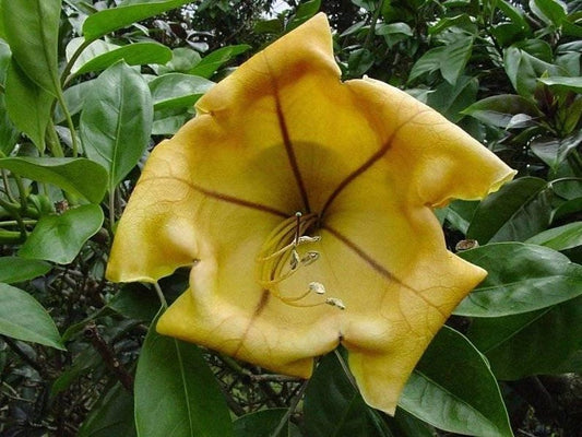 Cup of Gold Vine Plant - 1 to 2 Feet Tall - Solandra maxima - Fragrant Golden Trumpet Flowers - 6" Pot