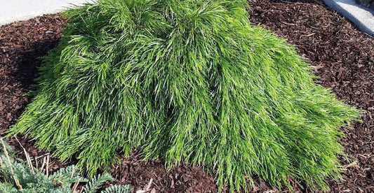 Cousin Itt Little River Wattle Plant - 4" Starter - Acacia cognata - Compact Evergreen with Blue-Green Foliage - Fresh from Garden
