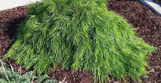 Cousin Itt Little River Wattle Plant - 4" to 6" - Acacia cognata - Evergreen with Blue-Green Foliage - Live Starter Plant