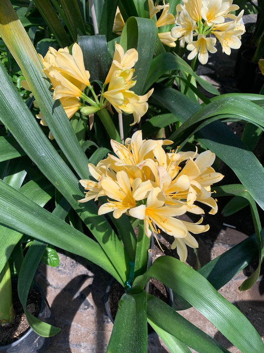 Clivia Plant in 6" Pot, Yellow Variety, 5-6 Leaves, Live Houseplant, Clivia miniata
