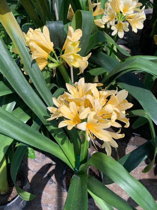 Clivia Live Plant 6" Pot Yellow Variety with 5-6 Leaves - Clivia miniata