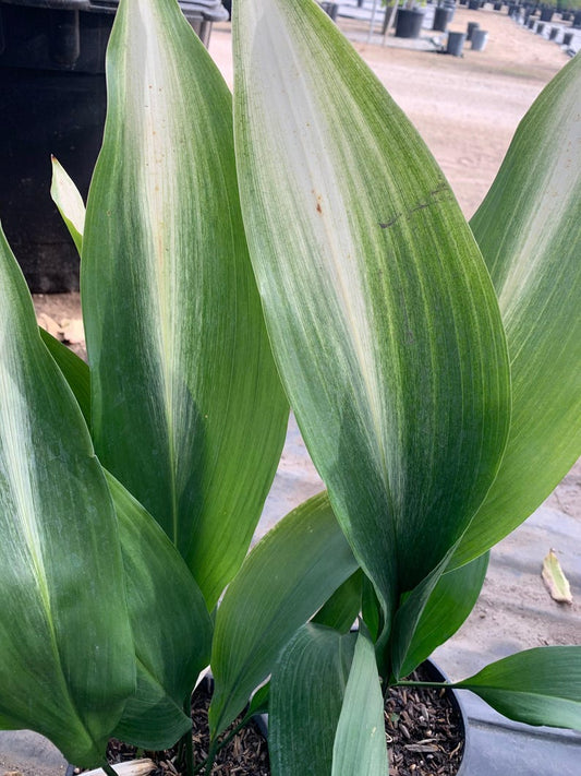 Cast Iron Plant 6" Pot Variegated 'Asahi' Aspidistra elatior, 5-8 Stems