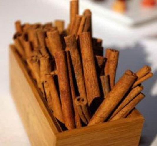 Cinnamon Tree 6" Pot - Aromatic Evergreen Shrub - Cinnamomum verum - Culinary Spice Plant for Home Garden