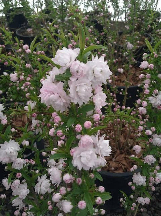 Dwarf Flowering Almond Plant 1ft in 6” Pot - Prunus glandulosa 'Rosea Plena' - Live Flowering Shrub for Garden or Landscape